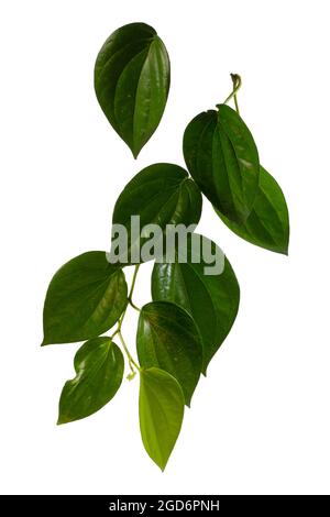 Piper betle leaf on white background Stock Photo