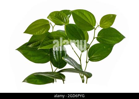 Piper betle leaf on white background Stock Photo