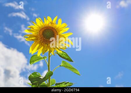 Sunflower against bright shining summer sun with blue sky background Stock Photo