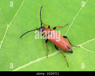 top view of stictoleptura rubra, the red-brown longhorn beetle, female, on green leaf, macro shot