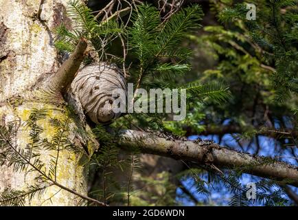 Large paper wasp nest in tree with wasps circling. Stock Photo