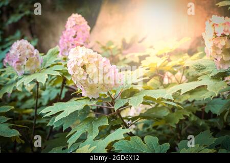 Hydrangea Quercifolia, Oakleaf Hydrangea. Stock Photo