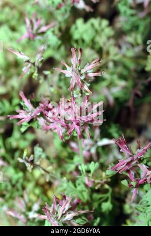 common fumitory, drug fumitory or earth smoke, Gewöhnlicher Erdrauch, Fumaria officinalis, orvosi füstike, Hungary, Magyarország, Europe Stock Photo