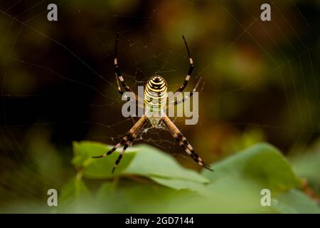 Spider wasp. Female spider wasp Argiope Bruennichi on a background of green foliage Stock Photo