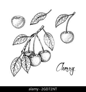 Set of hand drawn cherry design elements isolated on white background ...