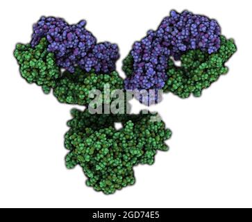 IgG1 monoclonal antibody (immunoglobulin). 3D Illustration Stock Photo ...