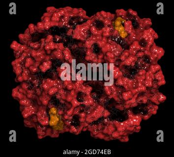 Hemoglobin (human, Hb) protein molecule, chemical structure. Stock Photo
