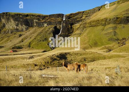 Two Icelandic horses on green pasture in summer Stock Photo