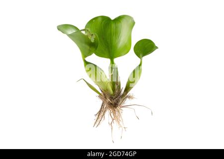 Water Hyacinth (Eichhornia crassipes). Plant with leaves isolated on white background Stock Photo