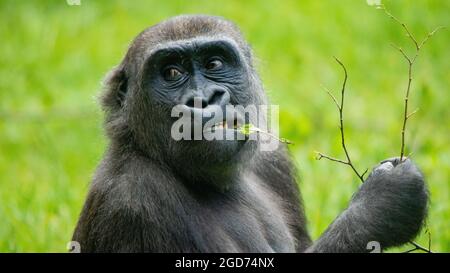 King kong gorilla king kong hi-res stock photography and images