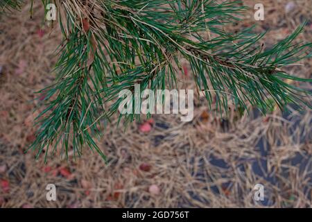 Pine twigs in late autumn. Top view of pine branches with green needles and dry yellow needles lying on wet ground in forest and on blurred background Stock Photo