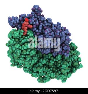 Dabigatran antidote protein bound to dabigatran. 3D Illustration. Stock Photo