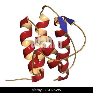 Interleukin 13 (IL-13) cytokine protein. 3D illustration. Stock Photo