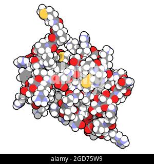 Interleukin 13 (IL-13) cytokine protein. 3D illustration. Stock Photo