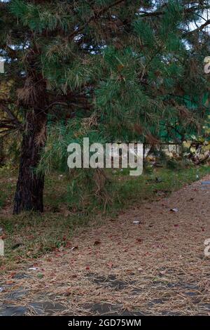 Pine tree near river in autumn park. Large old green pine tree with fallen and dry needles lying on ground and grass against background of metal fence Stock Photo