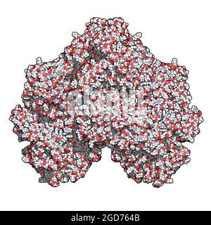 Lactase (Kluyveromyces lactis beta-galactosidase) enzyme. 3D Illustration. Stock Photo