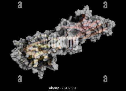 Programmed death-ligand 1 (PD-L1) protein, 3D rendering Stock Photo