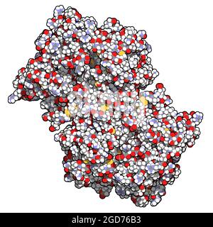 Myeloperoxidase enzyme. 3D Illustration. Stock Photo
