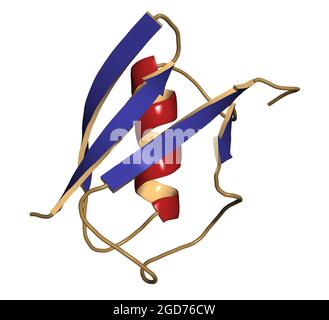 SUMO (Small Ubiquitin-like Modifier, SUMO-1) protein. 3D illustration. Stock Photo