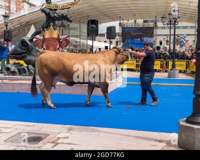 OVIEDO, SPAIN - May 12, 2018:  Stockbreeder presents the champion cow at the breeding gala show on the Ascension Fair, Oviedo, Spain. Stock Photo