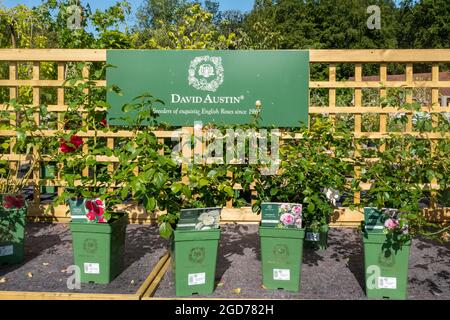 David Austin roses on sale at a garden centre and nursery in summer, England, UK Stock Photo