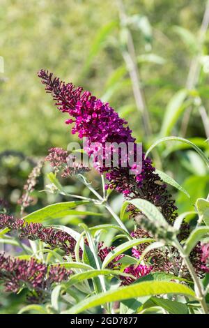 Buddleia davidii Sugar Plum (buddleja variety), known as a butterfly bush, in flower during august or summer, UK Stock Photo