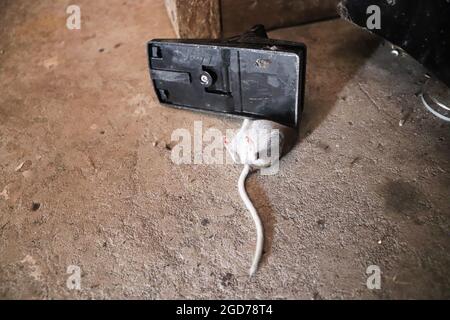 A dead mouse caught in a trap on a garage floor Stock Photo