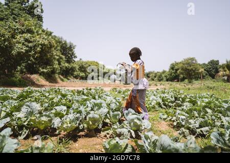 In this image, a serious small black African girl standing in a cabbage field under a hot blue sky is lifting a heavy metal watering can Stock Photo