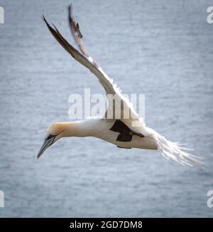 Gannet (Morus bassanus) lifts its wings when flying past the cliffs at Bempton in Yorkshire Stock Photo