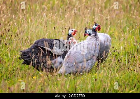 Close up of a group of 4 Guinea Fowl in field in Cornish countryside Stock Photo