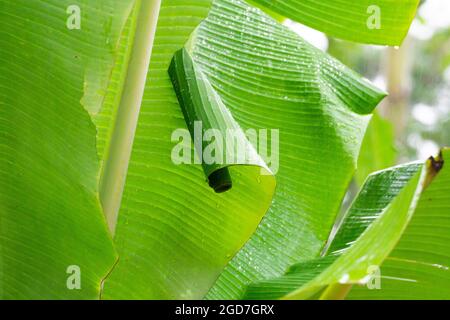 Fresh leaf green banana after rain, water droplets on it Stock Photo