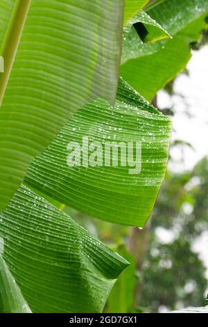 Fresh leaf green banana after rain, water droplets on it Stock Photo
