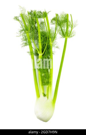 Isolated Stalk Celery. Fresh Stalk Celery on white background. Stock Photo