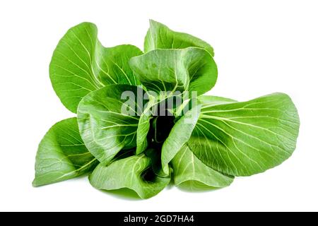 Isolated pak choy. Pak choy on white background. Stock Photo
