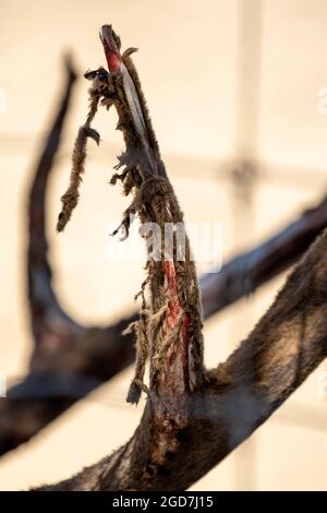 Close up of deer antlers shedding velvet Stock Photo