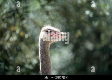 Ostrich head and neck (struthio camelus) Stock Photo