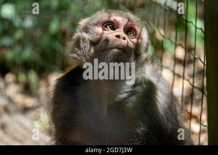 Monkey in captivity looking sad Stock Photo