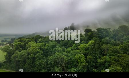 Foggy hillside evergreen forest - layered pines in front of and behind fog from above Stock Photo
