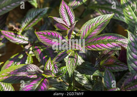 Close up top view of Strobilanthes auriculatus dyeriana Persian shield tropical flower. Stock Photo