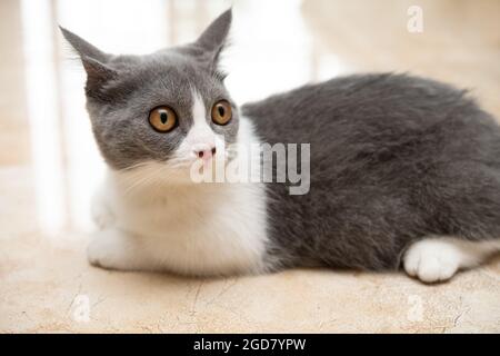 a young British shorthair cat laying down on the floor Stock Photo