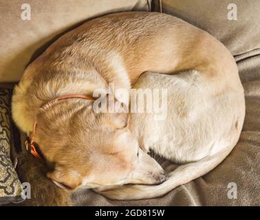 Yellow lab curled up on a beige couch. Closeup. Stock Photo