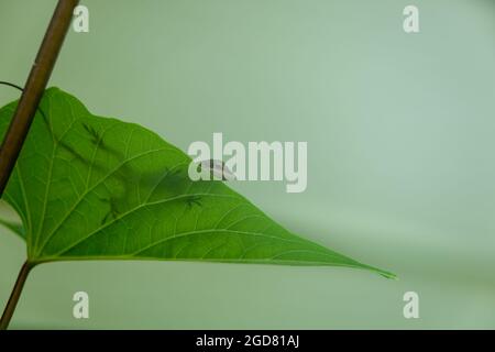 Tiny green anole on top of a translucent leaf looking down at camera. Stock Photo