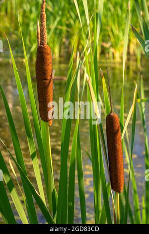 Close up of Broadleaf Cattail seed stalks (Typha latifolia} in wetlands marsh area in summer, Castle Rock Colorado USA. Photo taken in August. Stock Photo
