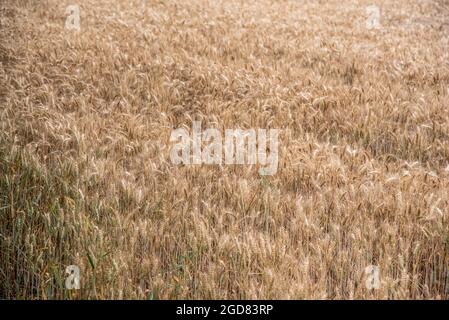 Crop nearly ready to be harvested on a farm in West Sussex, UK Stock Photo