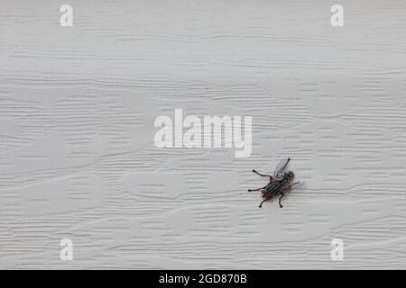 A flesh fly (of the family Sarcophagidae) clings to the cream vinyl siding on the wall of a house. Stock Photo