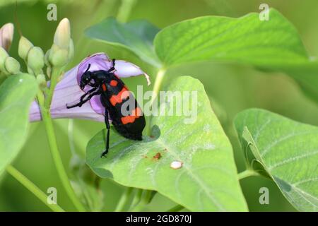 A red banded blister beetle (Hycleus biundulatus) feeding on morning glory flower. Stock Photo