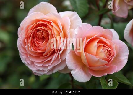Rosa Abraham Darby (Auscot).  A beautiful English rose bred by David Austin. Stock Photo