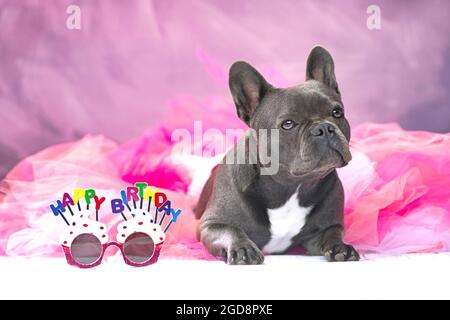 French Bulldog dog wearing pink tutu skirt with glasses saying 'Happy Birthday' Stock Photo