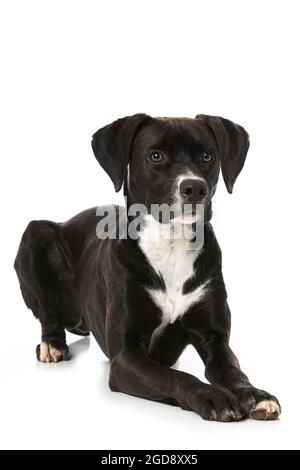 Cross breed dog on white background Stock Photo - Alamy