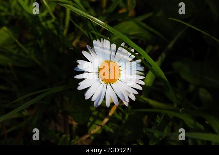 Close-up of a white flowering chamomile in a meadow. Stock Photo